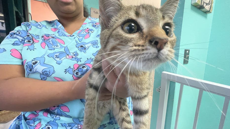Apricot, one of 14 rescued cats, will be available for adoption after care at Ruff-n-Fluff. 