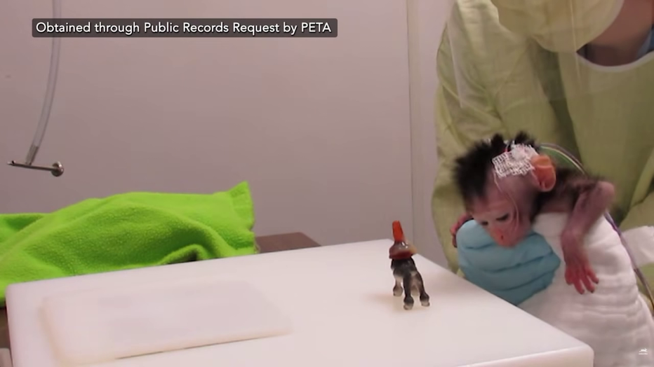 UW Infant Monkeys Experiment Video