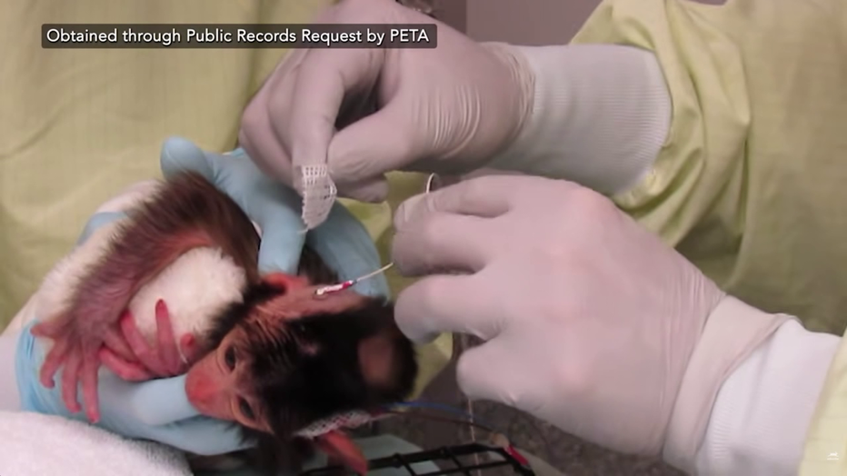 UW Infant Monkeys Experiment Video