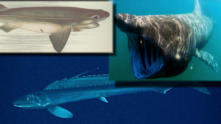 Sixgill Shark, Basking Shark, Lancetfish