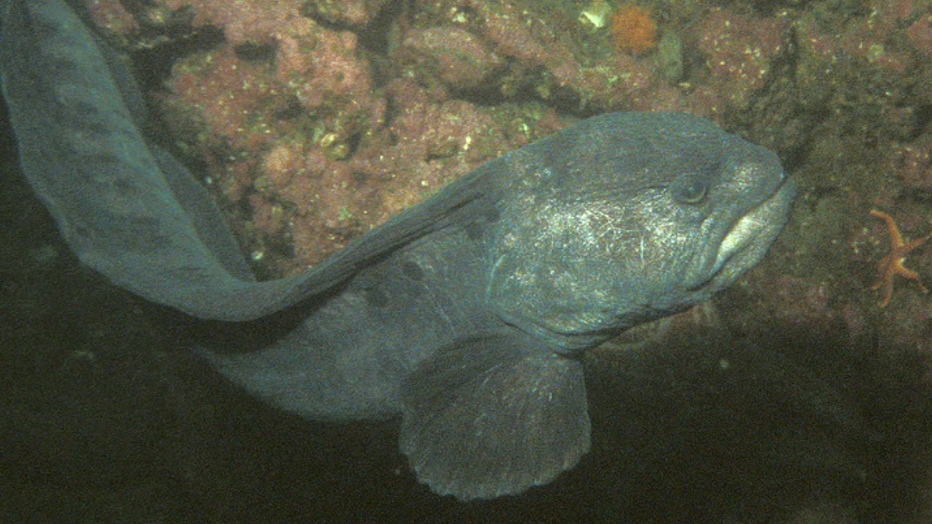 Wolf Eel