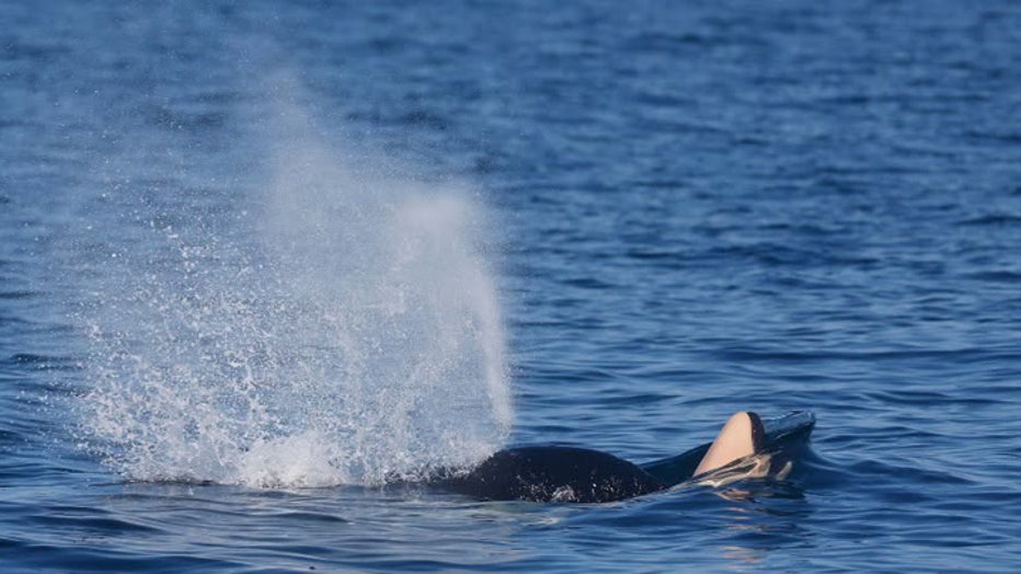 A southern resident killer whale named J31 was spotted carrying her dead newborn calf near Sombrio Point on Oct. 3. Researchers note the loss highlights ongoing reproductive struggles within the critically endangered population. Experts emphasize that recovery depends heavily on restoring adequate Chinook salmon supplies for the whales.