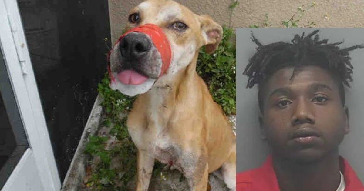 Florida man arrested and charged for aggravated animal abuse of Deputy ...