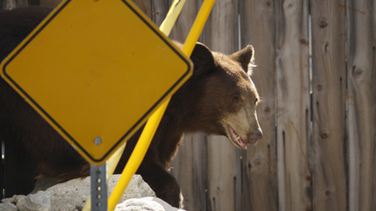 State Divvies Up Money To Curb Bear Human Conflicts