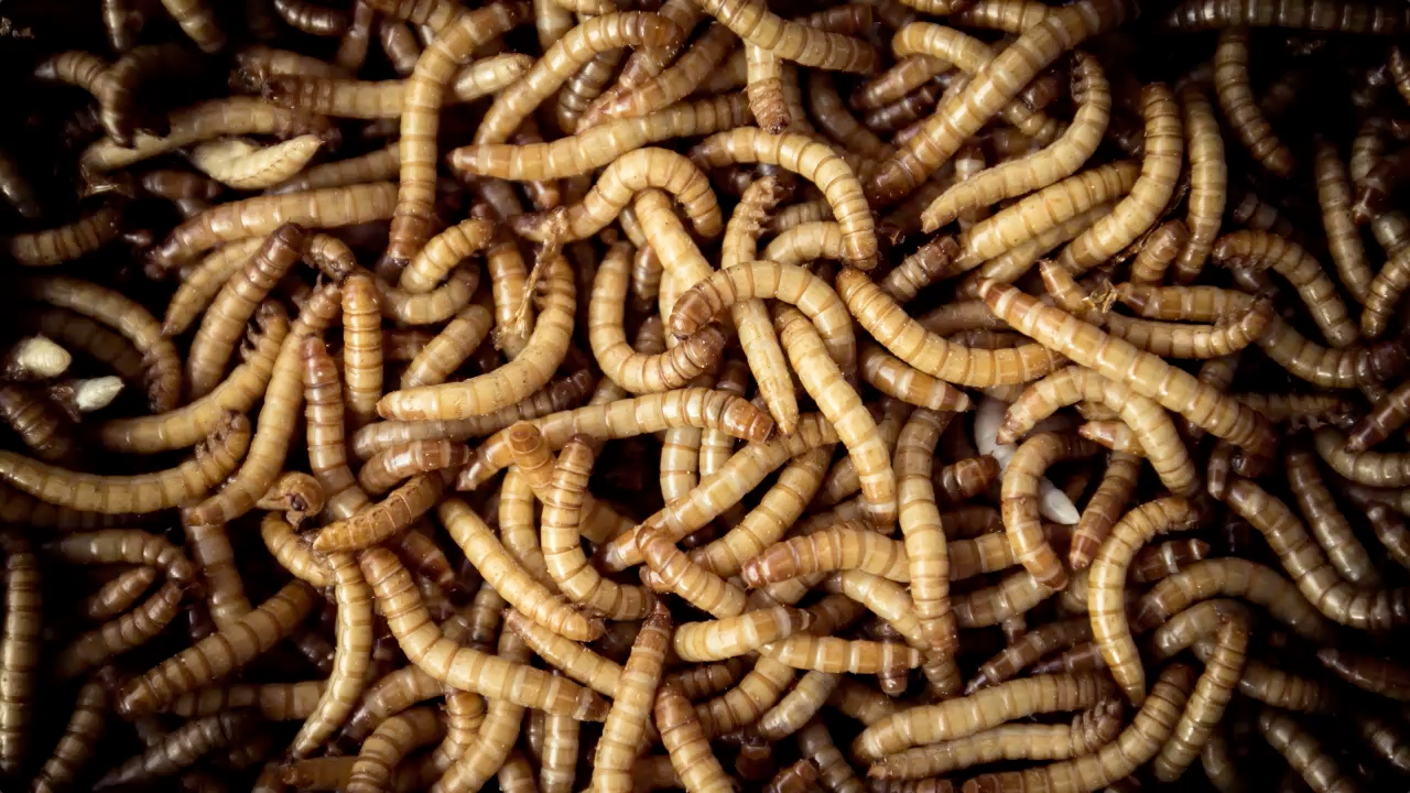 What can mealworms add to your meal?