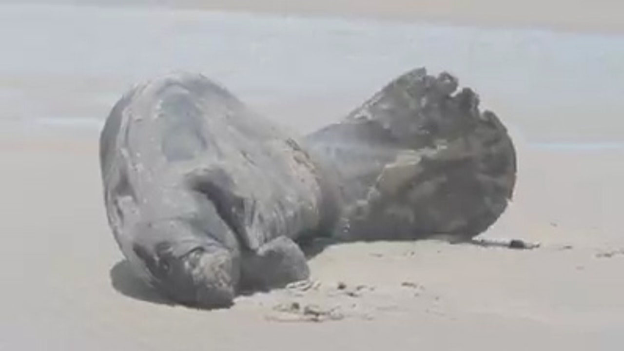 Beached manatees rescued in Central Florida