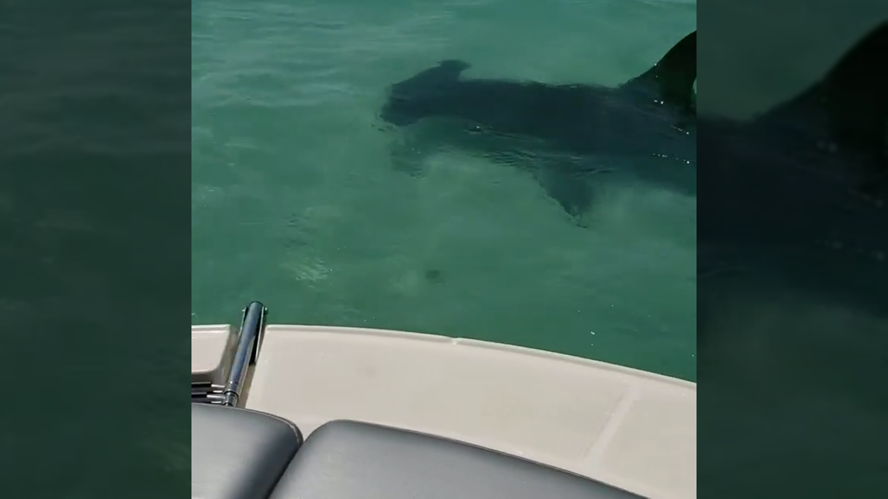 Video shows hammerhead shark circling boat near Anna Maria Island