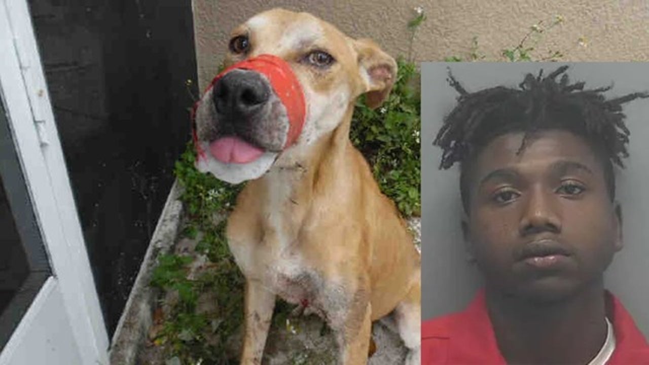 Florida man arrested and charged for aggravated animal abuse of Deputy ...