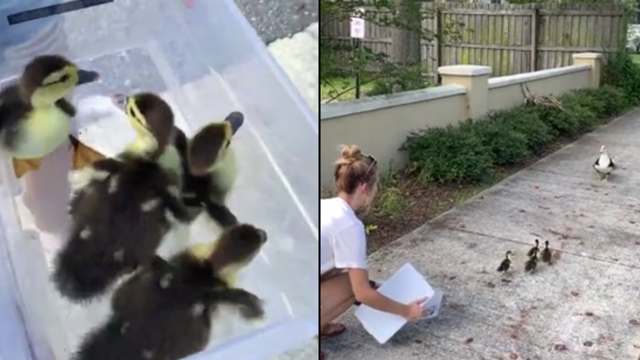 VIDEO Ducklings rescued from storm drain reunited with mama duck FOX