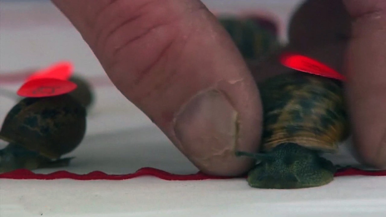 Rat lungworm parasite reported in Florida counties
