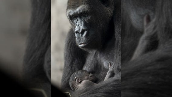 Baby western lowland gorilla born at Disney's Animal Kingdom