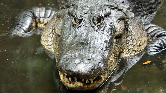 Florida dog owner pries open alligator's mouth to save beloved pet