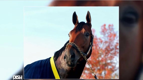 This horse has the dream retirement life