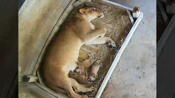 Florida zoo celebrates its first lion birth in 30 years