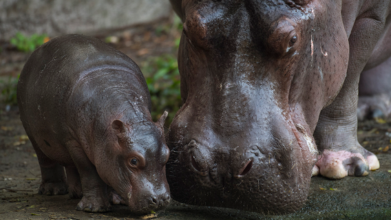 Animal Kingdom says baby Nile hippopotamus is a boy