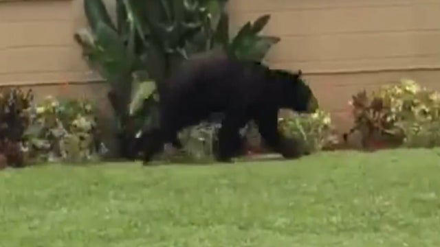 Bear spotted in Titusville neighborhood