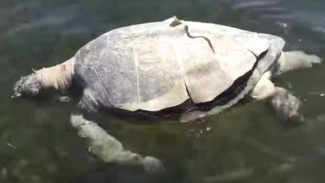 Federally-protected sea turtle found dead with spear through its head