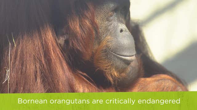 Busch Gardens Tampa Bay welcomes a baby orangutan