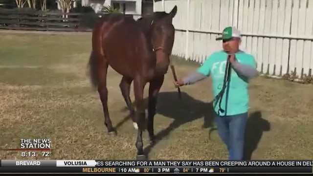 Kentucky Derby contenders have direct connection to Central Florida