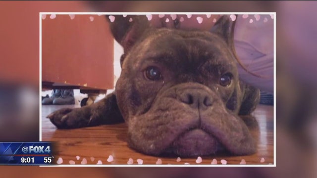 Family offering reward after thieves stole their dog and Christmas presents