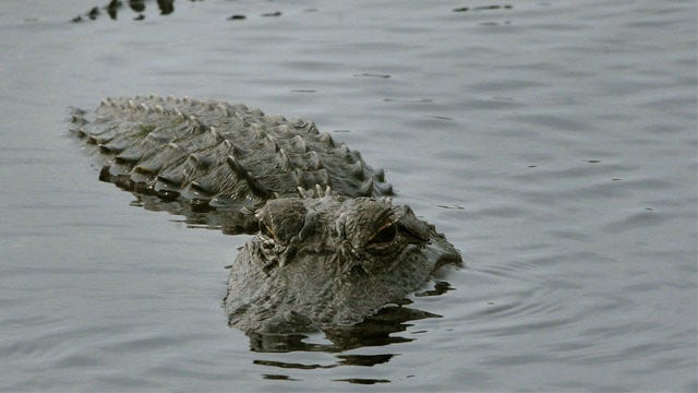 Headless alligator found on side of road in Florida