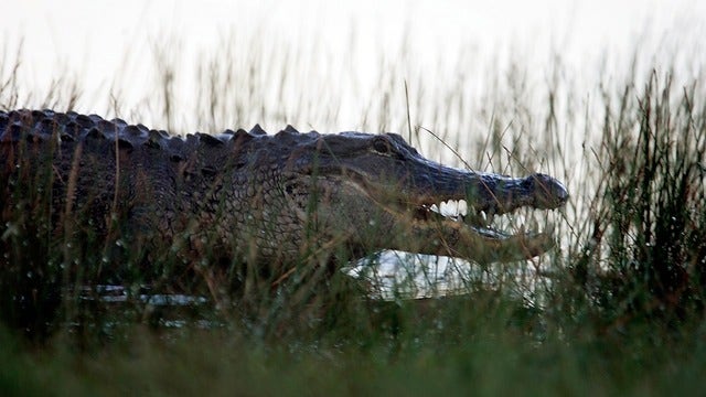 Alligators seen dragging 'badly decomposed' body into Florida lake