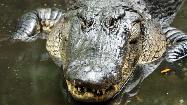 Florida dog owner pries open alligator's mouth to save beloved pet