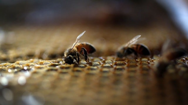 Florida beekeeper says someone is poisoning his honey bees, 7 million possibly dead