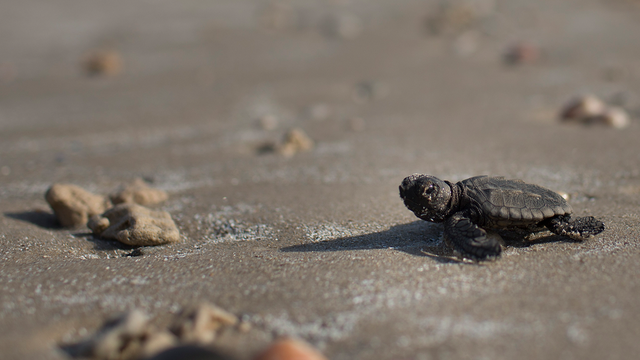Hundreds of baby sea turtles upstage fireworks show at Florida beach