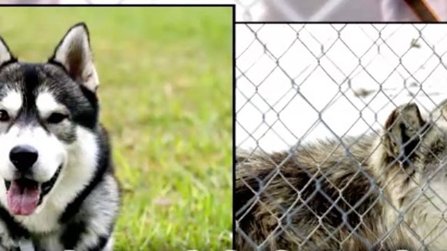 Zoo places a dog in a wolf pen