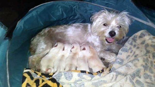 4 of 5 stolen puppies recovered, 2 arrested