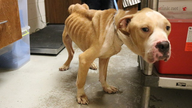 Authorities in Marion County searching for owner of severely malnourished dog