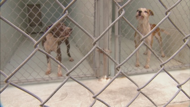 Senator seeks to protect dogs during bad weather