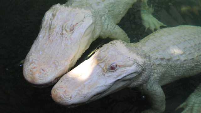 'Snowflake' and 'Blizzard' at Wild Florida produce world's first albino alligator eggs