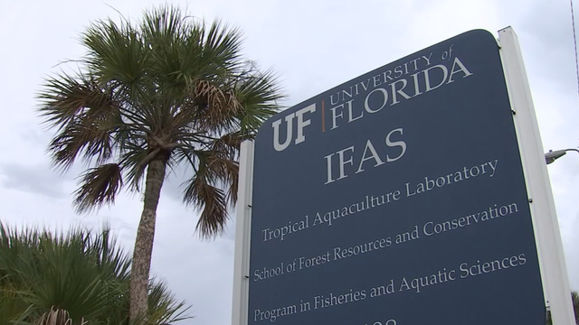 University of Florida lab leads the way in commercial fish farming
