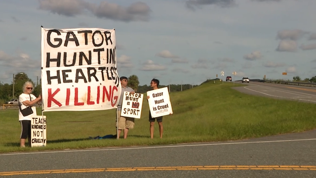 Protestors claim that alligator hunting season is 'cruel' and 'inhumane'