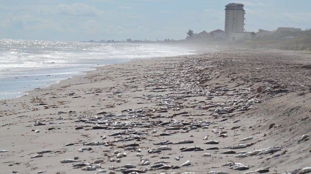 State revives red tide task force