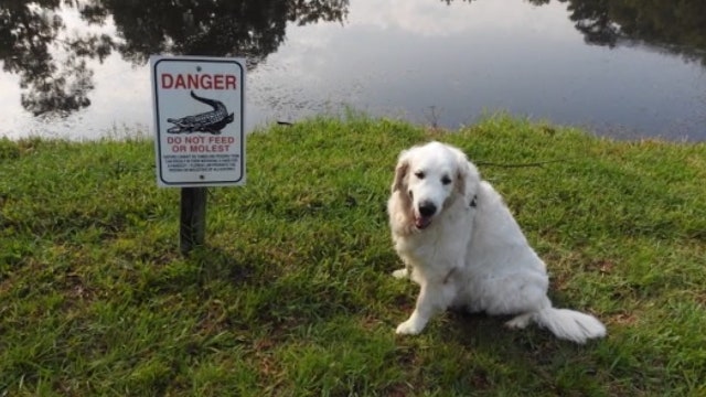 Man rescues dog from attacking alligator