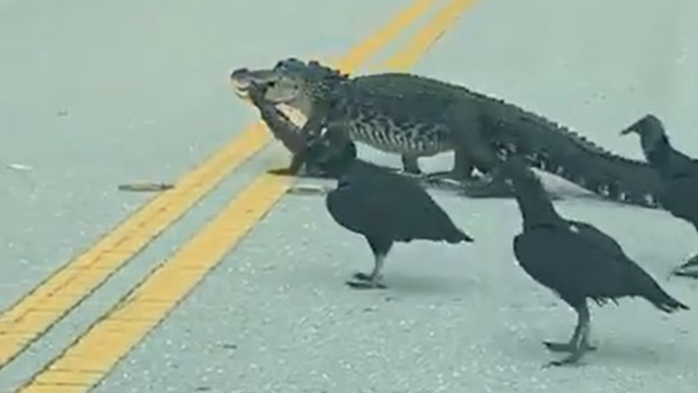 WATCH: Alligator, vultures cross street together in Florida