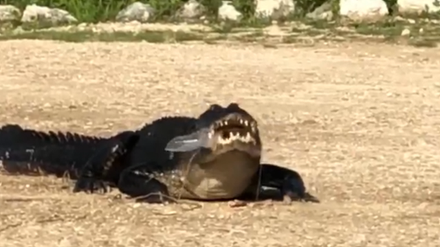 Alligator seen chomping on plastic, trash at Florida wildlife refuge