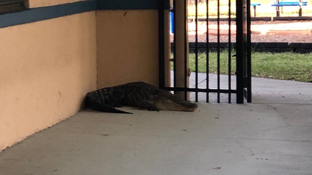 8-foot alligator found in hallway of Florida elementary school