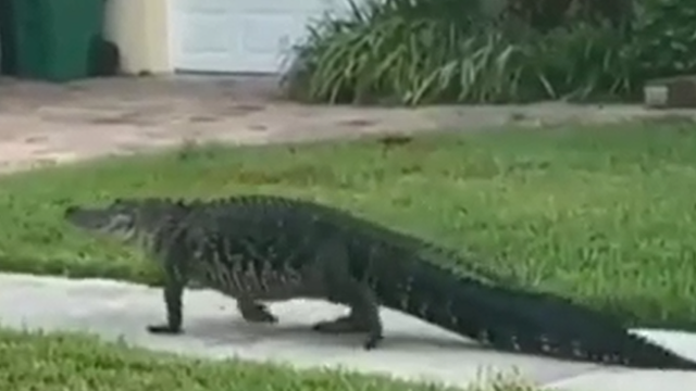 9-foot alligator takes a stroll through Florida neighborhood