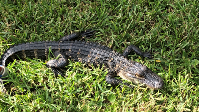 Orange County deputies rescue baby alligator that was nearly struck by vehicle