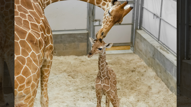 It's a boy! Jacksonville zoo welcomes new baby giraffe