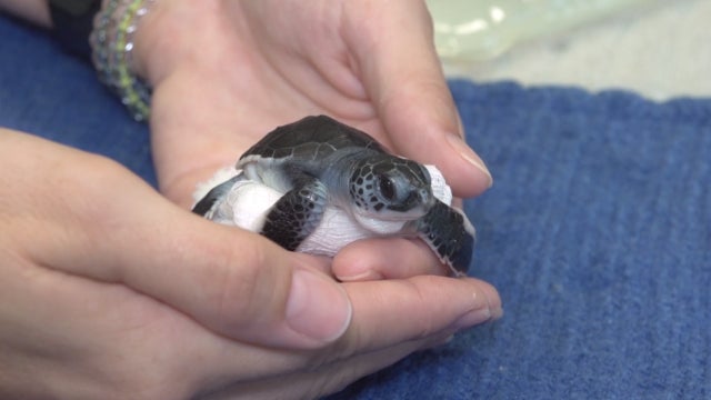 Brevard Zoo helps premature sea turtle hatchlings affected by Hurricane Dorian