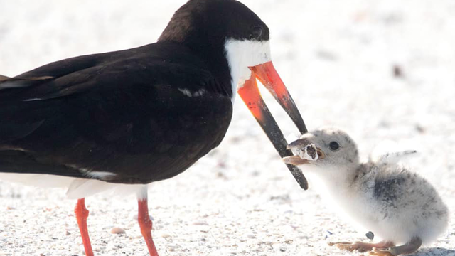 Photo shows bird feeding cigarette to baby chick at Florida beach