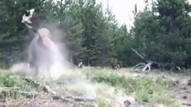 SEE IT: Charging bison flings 9-year-old girl into the air at Yellowstone