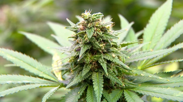 Fried rallies support for hemp industry