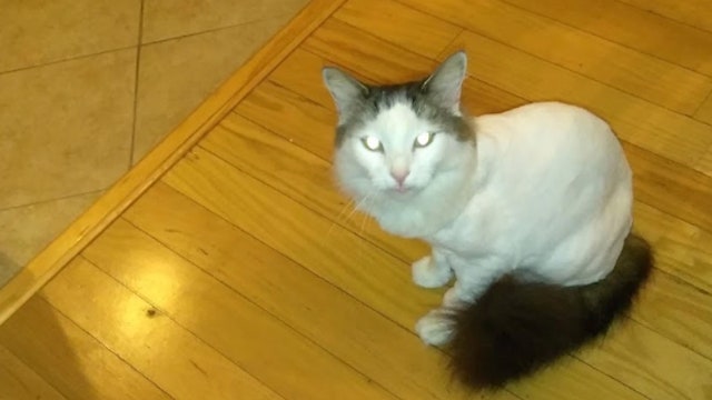 Pet cat shot and killed in Ocoee