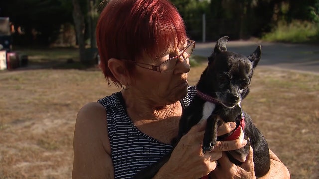 Fearless coyote snatches dog from woman